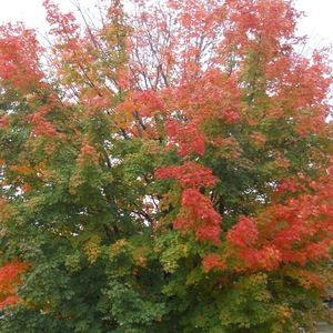 Meet your Posher, Elvisa